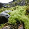 Plants: image 61 Of 208 Thumb